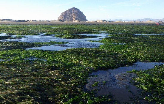 Morro-Bay-National